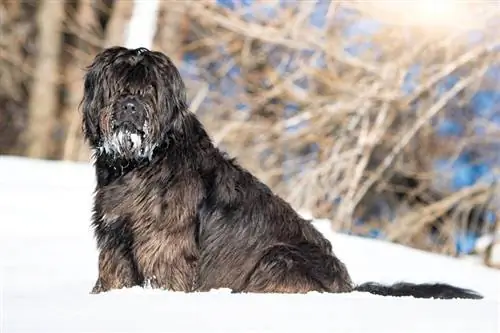 Bergamasco hund i snön