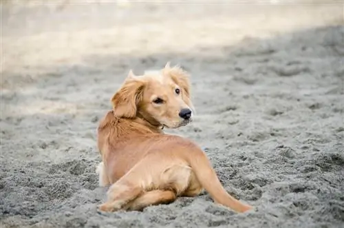 Golden Cavalier sidder ned