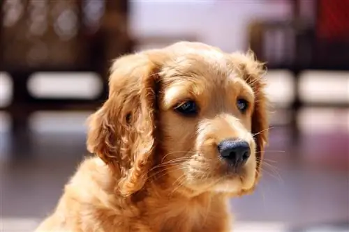 Golden Cavalier Puppy