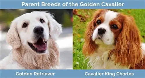 Raças progenitoras do Golden Cavalier