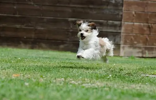 Jack-Tzu (Jack Russell & Shih-Tzu Mix): Informace, obrázky, fakta