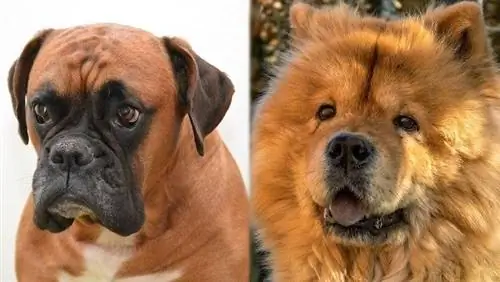 Els pares del Boxer Chow