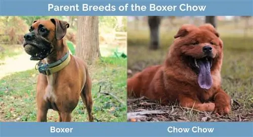 Elternrassen des Boxer Chow