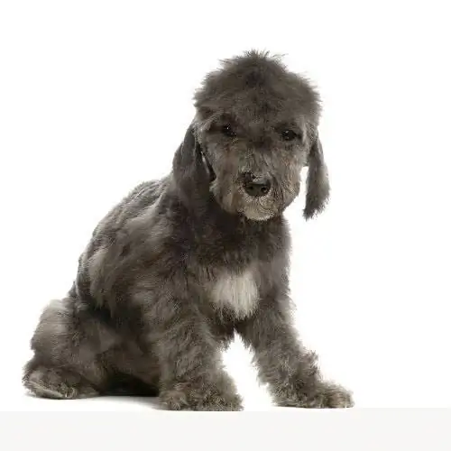 Bedlington-Terrier-Welpe