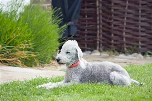 Chó sục Bedlington nằm trên cỏ