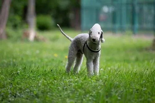 Bedlington terijer - Podaci o pasmini pasa: slike, osobnost & Činjenice