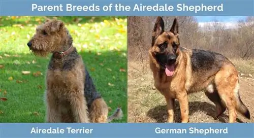 Foreldreraser til Airedale Shepherd