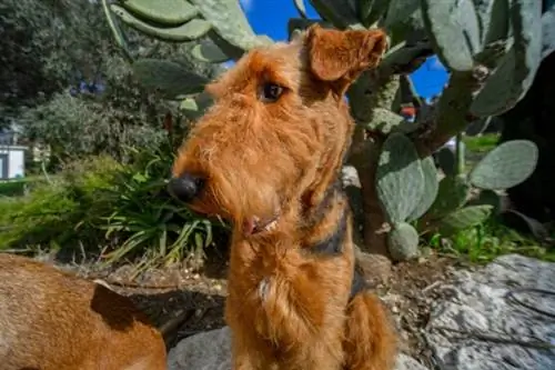 Airedale Shepherd (Airedale Terrier & Nemecký ovčiak Mix): Info, Obrázky