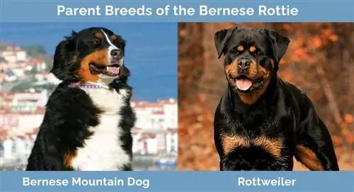 Giống bố mẹ của Bernese Rottie