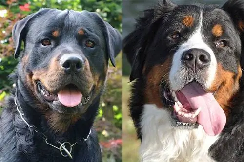 Bernese Rottie (берндік тау ит & ротвейлер қоспасы): ақпарат, суреттер & Қосымша