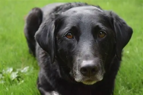 Border Collie Lab mix