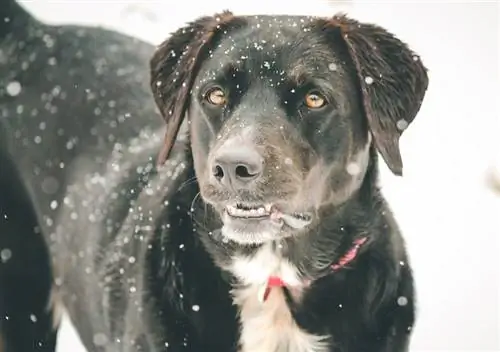 Black lab Border Collie barreja a la neu