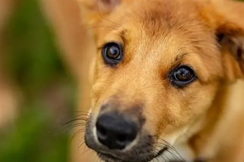 cachorro chinook