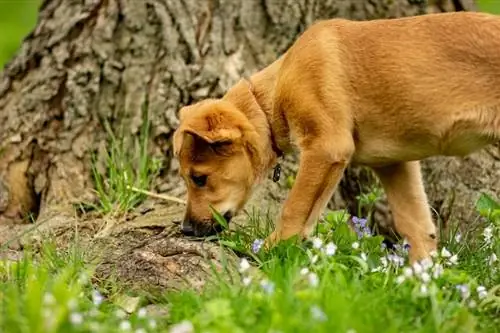 cachorro chinook en el bosque