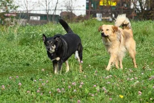 Chinook Dog