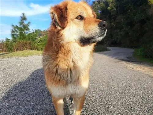 Chinook - Informacije o pasminama pasa, slike, osobine & Činjenice