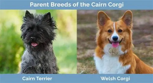 พ่อแม่พันธุ์ของ Cairn Corgi