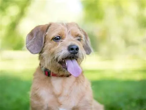 Cairn Corgi (Cairn Terrier & Welsh Corgi Mix): Info, billeder og træk