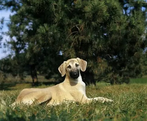 Sloughi լակոտը պառկած է Grass-ի վրա