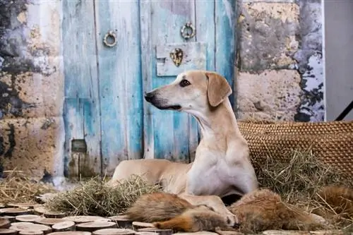 Sloughi cane da caccia al levriero