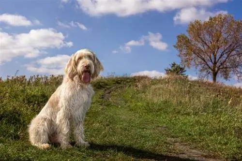 Italiensk Spinone hund på bakke