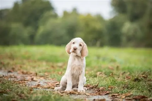 spinone itāļu kucēns