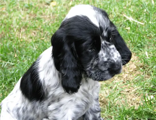 ko'k spaniel kuchukcha