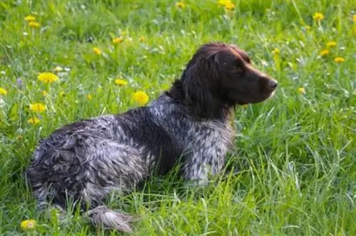 Blue Spaniel (Blue Heeler & Cocker Spaniel Mix): Informace, obrázky, vlastnosti