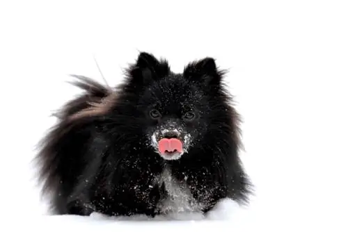 Schip-a-Pom dans la neige