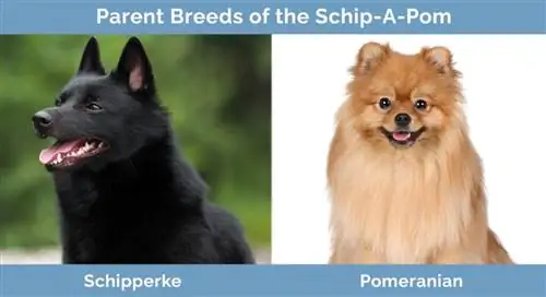 Races parentales du Schip-A-Pom