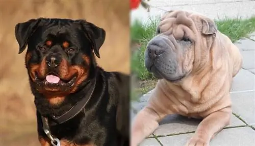 Rott Pei (Rottweiler & Shar-Pei Mix): informații, imagini, fapte, trăsături