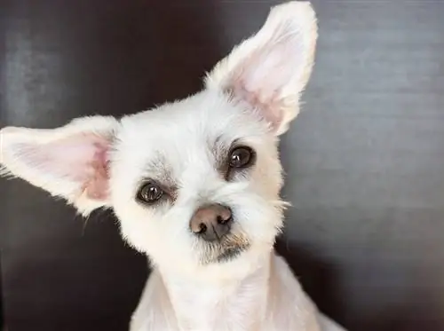 Schnese (Miniatűr Schnauzer & Havanese Mix) kiskutya