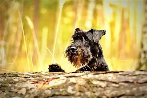 Schnese (Zwergschnauzer- und Havaneser-Mix) Info