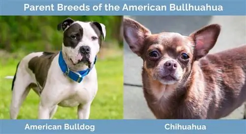 Giống bố mẹ của American Bullhuahua