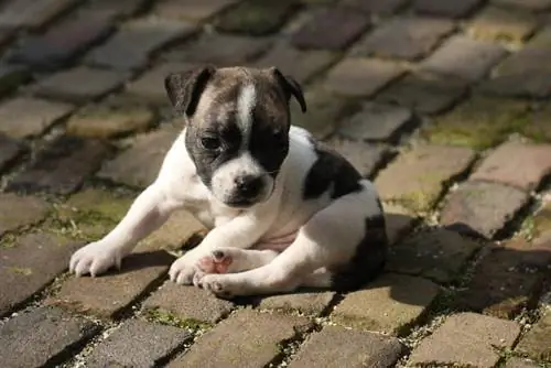 American Bullhuahua (American Bulldog & Chihuahua Mix): Tietoja, kuvia