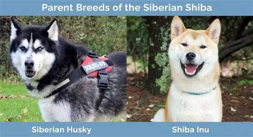 Mifugo ya Wazazi ya Shiba ya Siberia