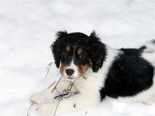 Cachorro de perro pastor Springer Spaniel