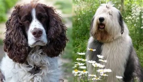 Spaniel pranveror anglez dhe sheepdog i vjetër anglez_censuruar