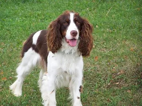 springer spaniel de pie