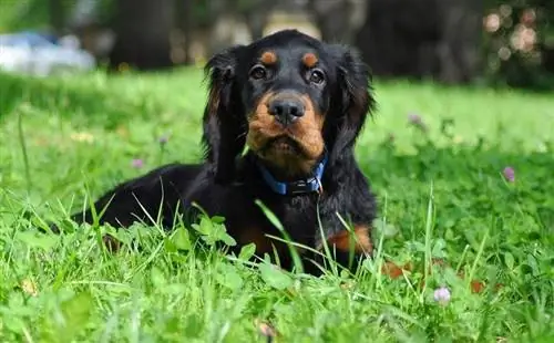 Cucciolo di Gordon Setter in estate