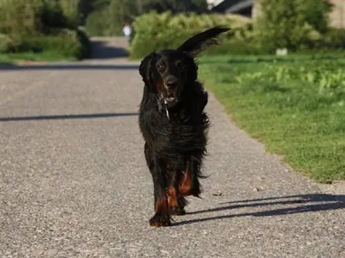 Gordon Setter