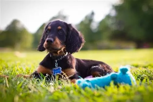 Anak anjing melihat ke lapangan dengan mainan mencicit biru di latar depan