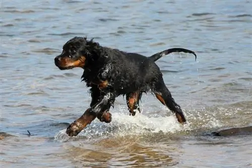 Setter dorado corriendo en la playa