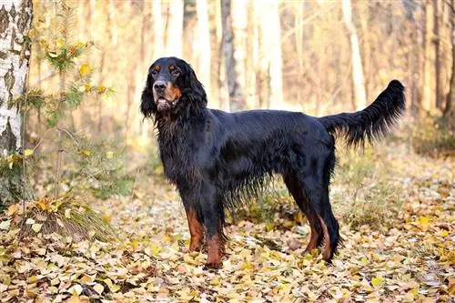 Gordon Setter - Información de raza de perro: imágenes, personalidad & Hechos