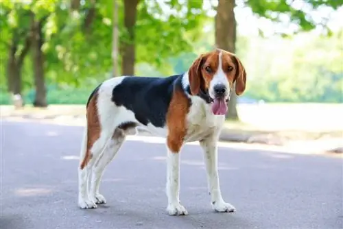 Harrier - Informazioni sulla razza del cane: immagini, caratteristiche & Fatti