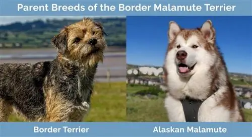 Trah Induk dari Border Malamute Terrier