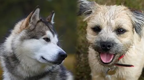 Alaska border 2 - Border Terrier_Alaskan Malamute