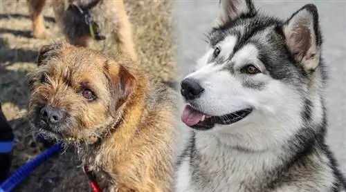 Alaska border 3 - Border Terrier_Alaskan Malamute