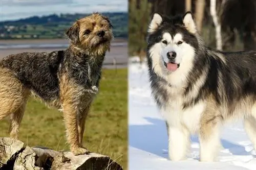 Chó sục biên giới Malamute - Thông tin giống chó: Hình ảnh, Đặc điểm & Sự kiện