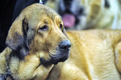 Chien de race mixte Mastiff irlandais